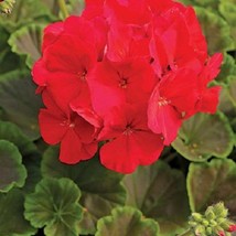 USA Seller Geranium Seeds Bullseye Cherry 15 Seeds Pelargonium Seeds Fast Shippi - £15.46 GBP