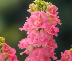 1000 Legend Double Pink Snapdragon Seeds, Stunning Double Blooms, Easy Grow - €11,11 EUR