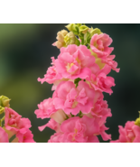 1000 Legend Double Pink Snapdragon Seeds, Stunning Double Blooms, Easy Grow - $12.99