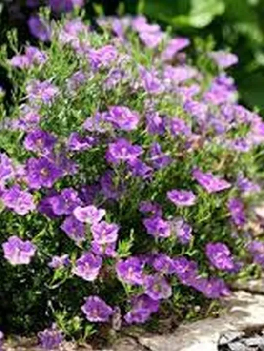 100 Seeds Nierembergia Purple Robe From US - £7.79 GBP