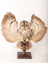 Stuffed European OWL Taxidermy Owl Strix aluco Bird Scarecrow #13 - £368.07 GBP