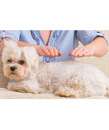 7 SESSIONS REIKI DISTANT HEALINGS FOR YOUR DOG CAT,PET,  - £51.97 GBP