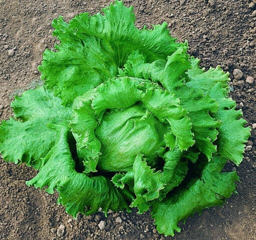 300Crisphead Great Lakes Lettuce Seeds | NON-GMO Free Shipping #87 - $1.95