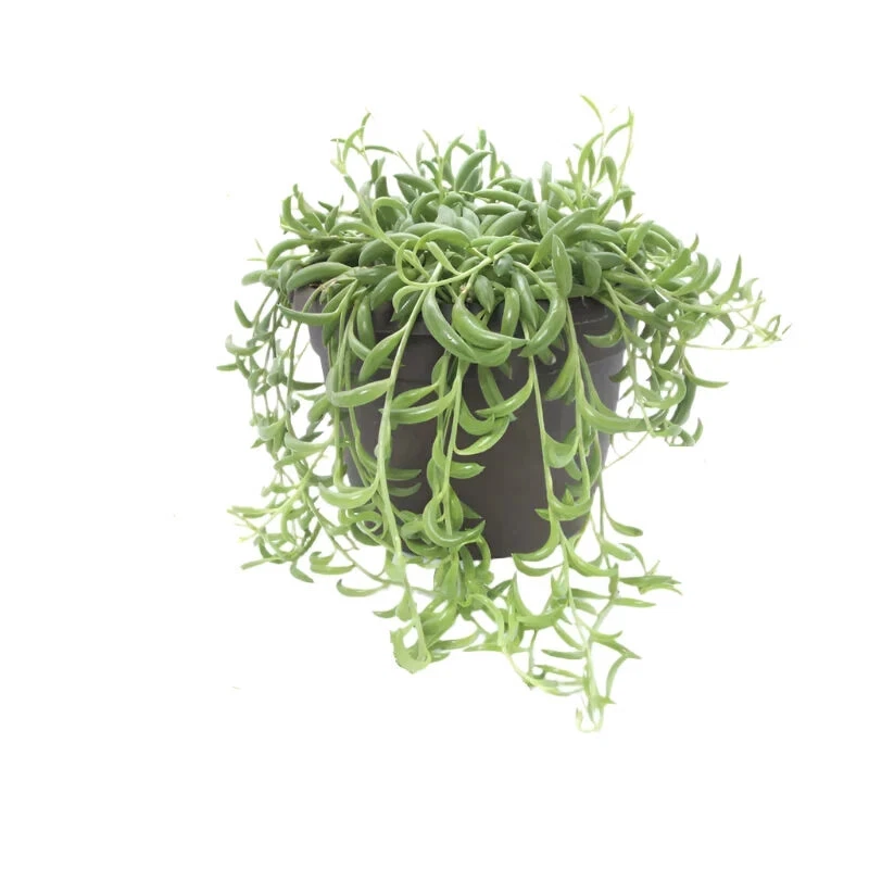 String Of Bananas Plant Curio Radicans banana Succulents Live Plant 6&quot; pot - $28.61