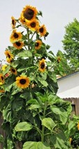 10 Seeds Skyscraper Sunflower Quick Garden Makeover With Elegant Heirloom - £6.61 GBP