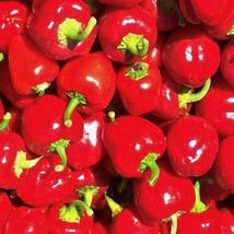 Mini Red Bell Pepper Seeds Organic US Fast Shipping - $40.48 MXN