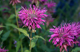 Beebalm Purple Bee Balm Flower Monarda 460 Seeds Gardening USA SELLER - £6.47 GBP