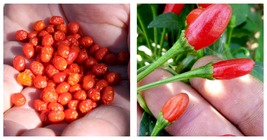 4" Pot - Chiltepin Tepin Pepper Plant - HOTTEST Small Pepper - £36.33 GBP