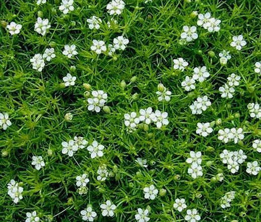 Irish Moss Pearlwort Sagina Subulata 3000 Bulk Seeds Fresh Seeds - £40.62 GBP