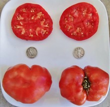 USA SELLER Ponderosa Red Awesome Beefsteak 40 Seeds Fresh New - $10.99