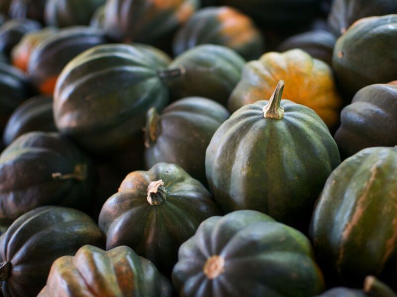 GIB Acorn Squash 5 Vegetable Seeds -  - $2.00