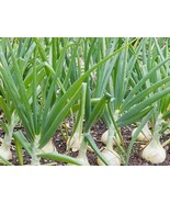  500 Treated Vidalia Sweet Onion Seeds Non-GMO Heirloom Free Shipping - £6.27 GBP