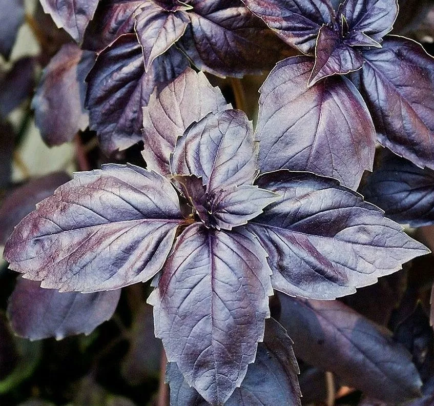 200+ PURPLE BASIL SEEDS  Herb Garden SPICE CULINARY cooking NON-GMO - $3.50