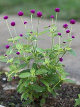 50 Purple Gomphrena Globosa Globe Amaranth Seeds Organically Grown - £3.20 GBP