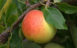 HS  25+ Gala Apple Seeds For Garden Planting - USA  - $6.92