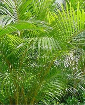 10 seeds -Baby Date Palm -Houseplant Beauty! Small and Compact -Read Description - £3.07 GBP