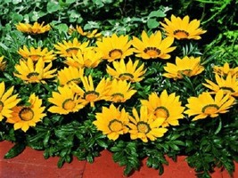 50 Gazania Kiss Yellow Flame Flower Seeds - $21.85