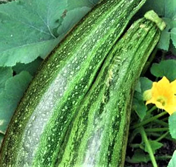 Caserta Zucchini Seeds 30 Seeds Non Gmo Fresh Garden - £3.15 GBP