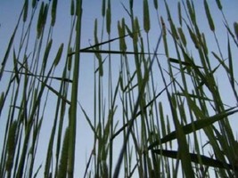 500 Derby Timothy Grass Ornamental Phleum Pratense Seeds New Fast Shipping - $285.31 MXN