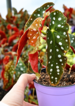 Angel wing begonia  thumb200