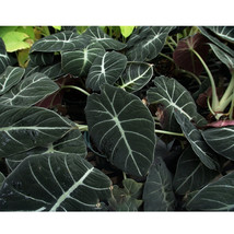 Alocasia Elephant Ear Seeds Taro Black Velvet Alocasia Reginula 20 Seeds Pack Ga - £6.34 GBP