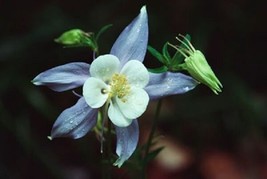 25+ Blue Star Aquilegia Columbine Flower Seeds Perennial - £7.89 GBP