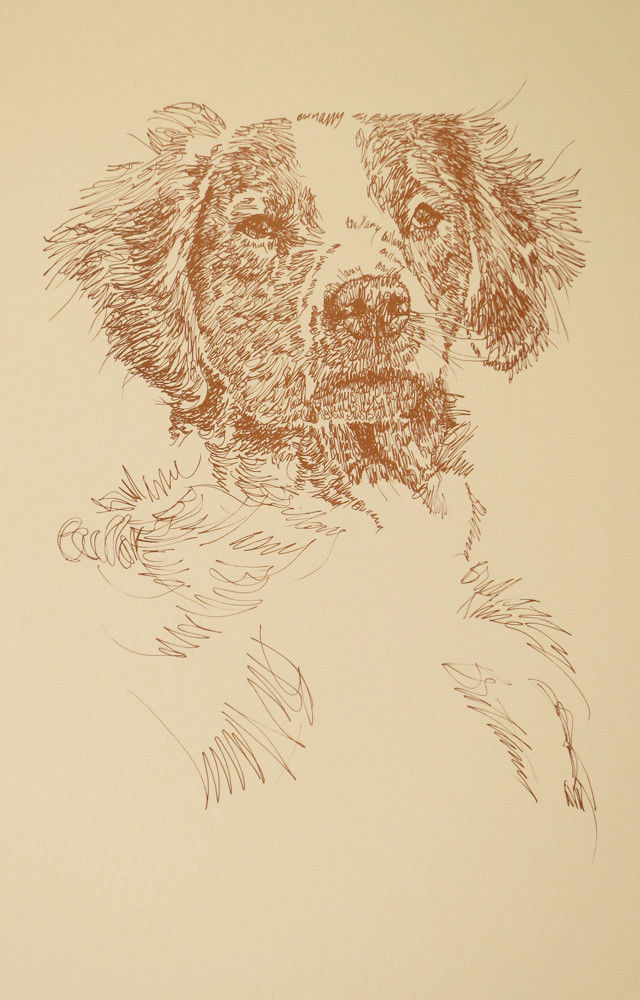 Brittany Spaniel Dog Art Portrait Print 78 Kline adds dog name free WORD DRAWING
