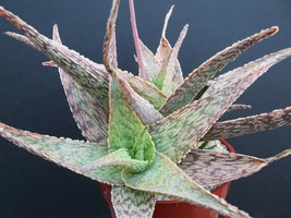 Aloe cultivar SILVER RIDGE, hybrid exotic succulent rare seed 10 SEEDS - $8.99