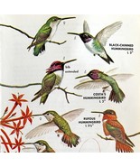 Hummingbird 4 Different Types 1966 Color Bird Art Print North America AD... - $19.99
