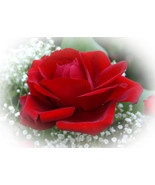 &quot;First Red Rose,&quot; an A. Rose Designs note card - $6.95+