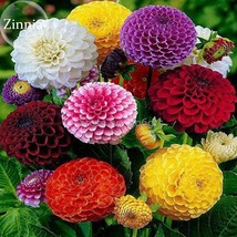 Rare Beautiful Mixed Zinnia Flowers Youth-and-old-age, 50 Seeds, strong fragrant - £3.56 GBP