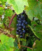 Riverbank Grape 20 Seeds Fast Shipping - £6.77 GBP