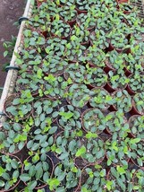 BubbleBlooms Hoya Cumingiana Wholesale Bulk 4 inch 30-Pack Small Leaf Va... - £441.89 GBP