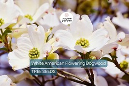 10 White American Flowering Dogwood Tree Seeds (Cornus florida) – Hardy ... - $344.23 MXN