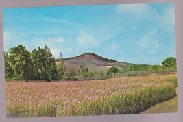 1960&#39;s Vanda Orchid Fields near Kapoho Eruption Volcanic Cinders Postcard - £2.34 GBP