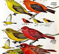 Tanagers 5 Different Varieties And Types 1966 Color Bird Art Print Natur... - £15.66 GBP