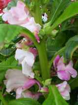 Berynita Store Balsam Camellia Camelia Flowered 100 Seeds  - £5.58 GBP