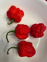 25 Armageddon Pepper Seeds Super Hot Open Pollinated Non Gmo Gardening USA SELLE - £9.48 GBP