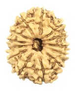 13 Mukhi Rudraksha - 23.02 mm - Nepal - IGL Certified - $2,272.68 MXN