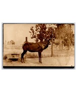 RPPC Bull Moose Elk in Captivity Unknown Location UNP Postcard U13 - $5.44 CAD