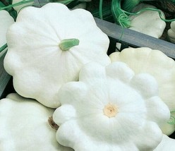 Berynita Store Squash Early White Scallop Patty Pan Bush 10 Organic Seeds Heirlo - £7.05 GBP