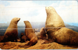 Sea Lions Off Monterey California Postcard - £4.05 GBP