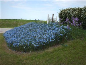 HeirloomSupplySuccess 750 Heirloom Royal Blue Flax / Lewis Flax Flower Seeds - $4.99