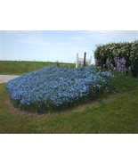 HeirloomSupplySuccess 750 Heirloom Royal Blue Flax / Lewis Flax Flower S... - £3.92 GBP