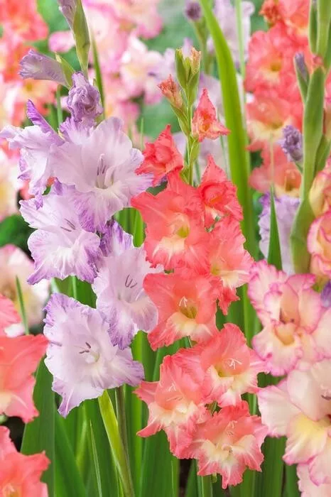 Gladiolus Flower Bulbs Peaches And Cream Mixture Of 5 Seeds - $17.00