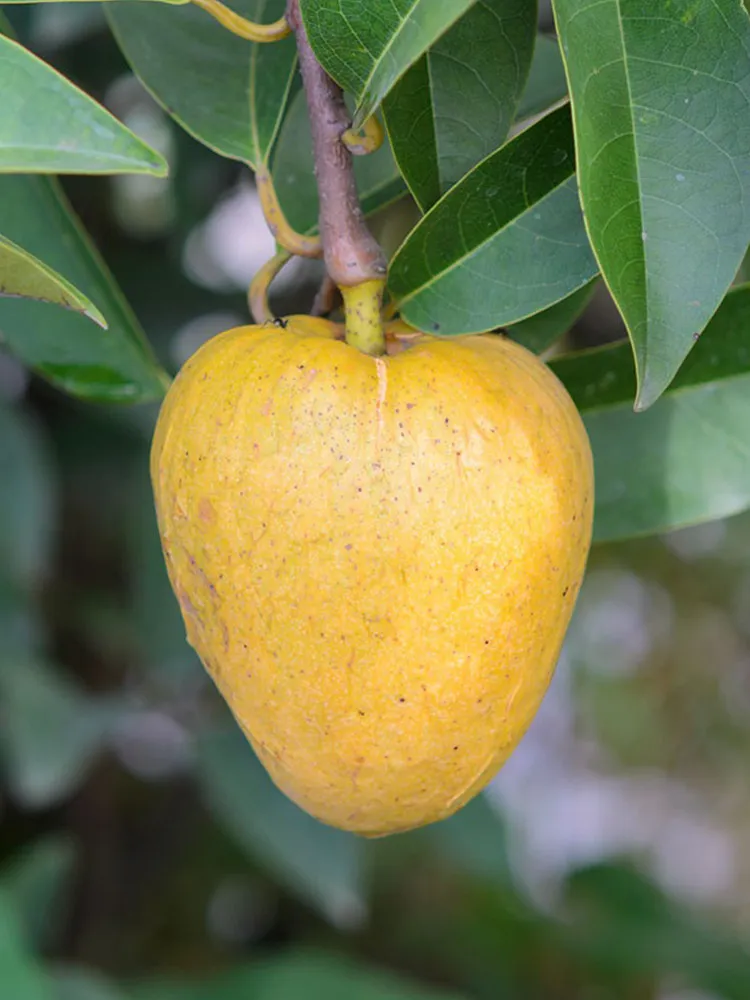 20 Annona Reticulata Fruit Seeds for Garden - £21.25 GBP