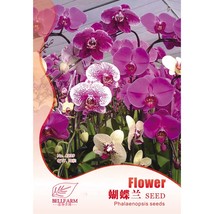 Phalaenopsis Purple Pink Butterfly Orchid Bonsai 10pcs Seeds Original Pack light - £5.49 GBP