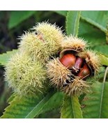 3 Dunstan Chestnut Tree 12-24In Tall Castanea Dentata X Castanea Molliss... - $75.78 CAD