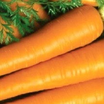 Imperator Carrot Seeds Fresh Seeds Gardening USA SELLER - $3.60