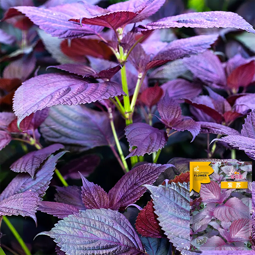 Ex Shop - Purple Shiso Seeds. Aromatic Purple Perfection - $10.90+